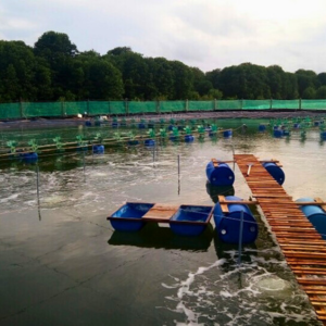 Màng HDPE trong nuôi trồng thủy sản - Ảnh 8